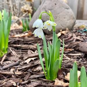 Meet your Posher, Dennis